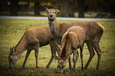 Portrait of deer on field