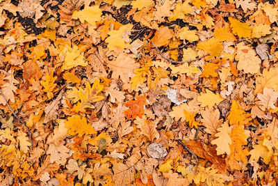 Full frame shot of autumn leaves