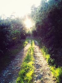 Footpath leading towards trees