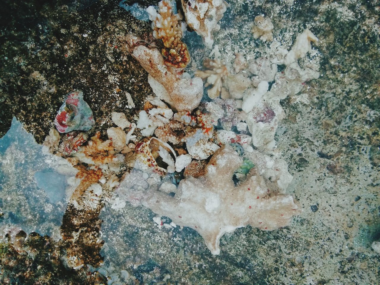 VIEW OF BIRDS ON ROCK