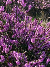 Close-up of pink flowering plants