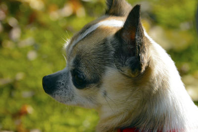 Close-up of dog outdoors