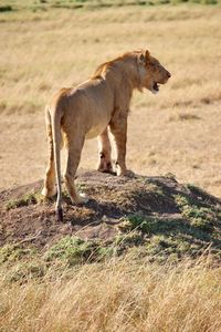 Full length of a cat on field