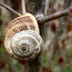 Close-up of snail on tree trunk