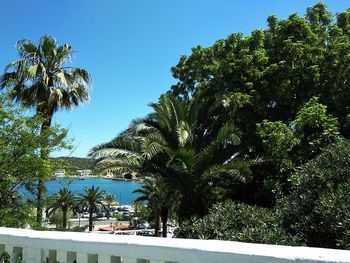 Palm trees by swimming pool against clear blue sky