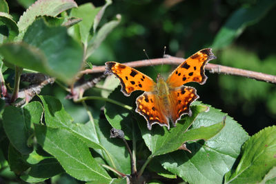 Butterfly perching on leaf