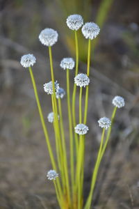 Close-up of flowering plants on land