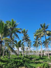 Low angle view of palm tree against clear sky