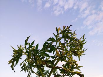 Low angle view of tree against sky