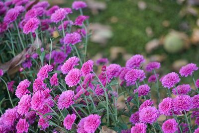 Close-up of pink flowering plants