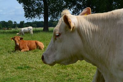 Cows in a field