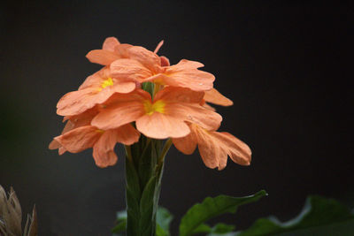Close-up of flowering plant against black background