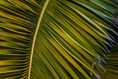 Full frame shot of palm leaves