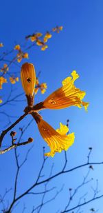 Low angle view of yellow flowering plant against blue sky