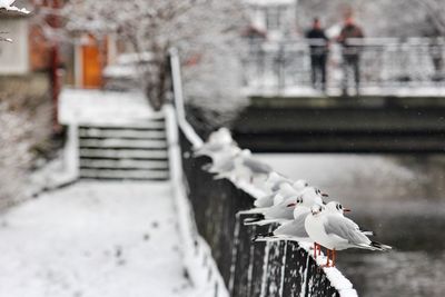 Close-up of footbridge during winter