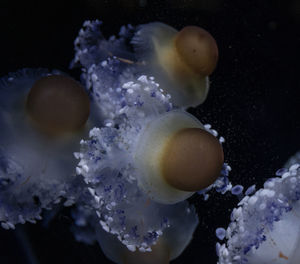 Close-up of jellyfish in water