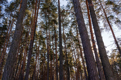 Low angle view of pine trees in forest