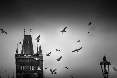 Low angle view of birds flying in building