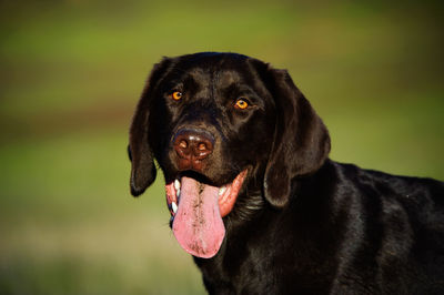 View of chocolate labrador sticking out tongue