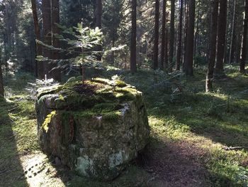 Footpath in forest