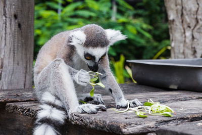 Close-up of an animal