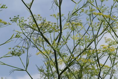 Low angle view of plants against clear sky