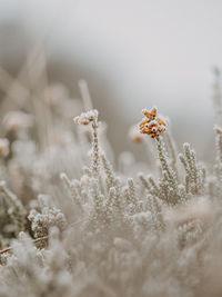 Selective focus photo of frosty heather on a cold, winters morning.