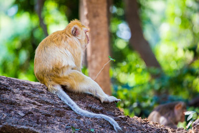 Monkey sitting on rock