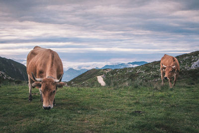 Cows grazing on grassy field against cloudy sky