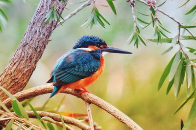 Close-up of bird perching on branch