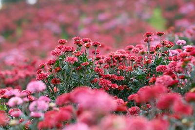 Close-up of insect on red flowering plant