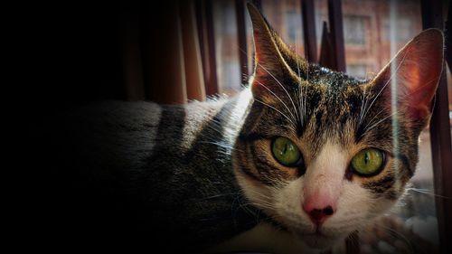 Close-up portrait of cat at home