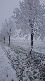 Bare trees on snow covered landscape