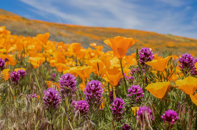 Close-up of purple flowering plants on field