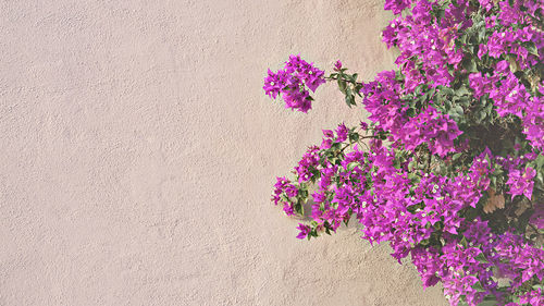 Close-up of flowers