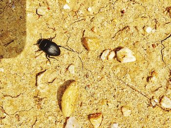 Close-up of bee on sand