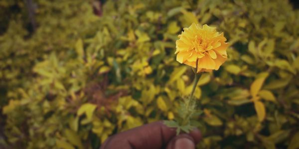 Close-up of hand holding yellow flower