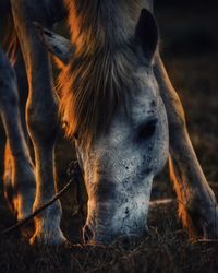 Close-up of a horse on field