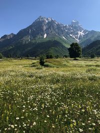 Scenic view of grassy field against mountain range