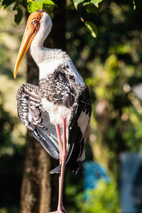 Close-up of bird perching on a tree