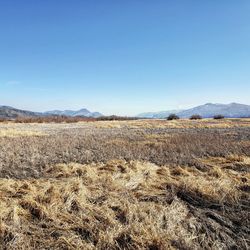 Scenic view of field against clear blue sky