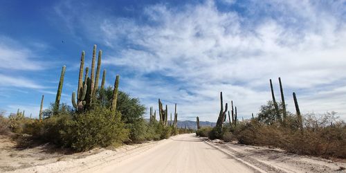 Road amidst cactus trees against sky