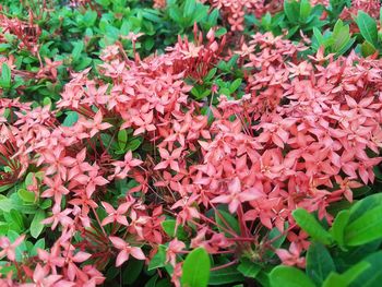 Close-up of pink flowers