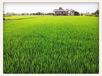 View of agricultural field