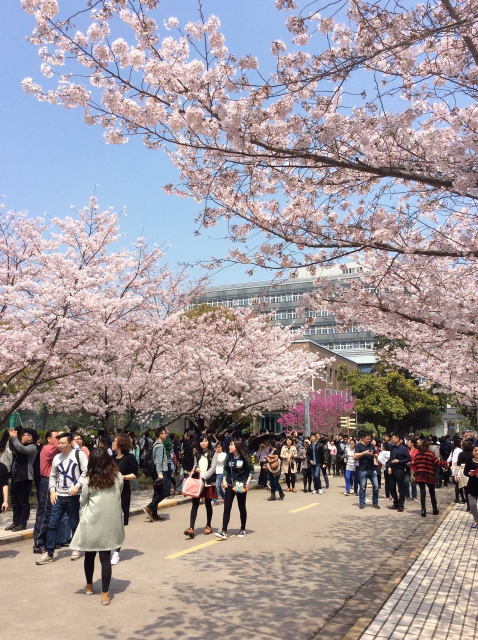 tree, transportation, clear sky, mode of transport, building exterior, flower, land vehicle, built structure, growth, street, road, day, architecture, outdoors, large group of people, car, abundance, sunlight, incidental people, city