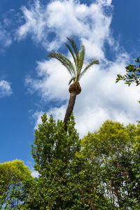 Low angle view of trees against sky