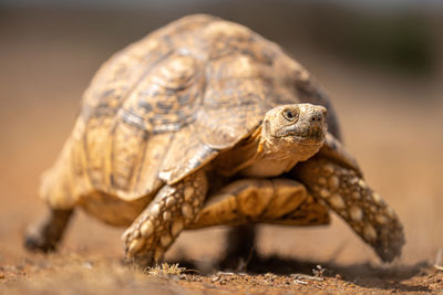 Leopard tortoise crosses dry savannah in sunshine