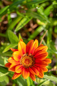 Close-up of red flower