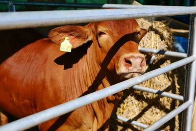 Close-up of cow