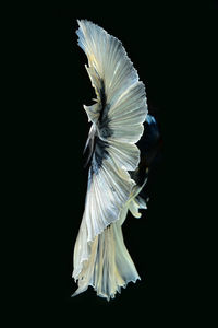 Close-up of siamese fighting fish swimming underwater against black background